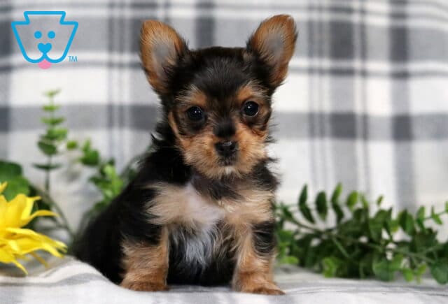 Hannah Yorkie2 image