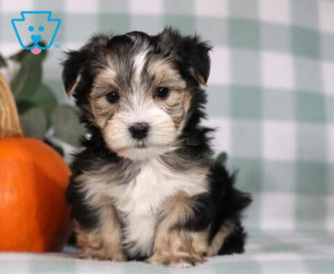 Harley Morkie