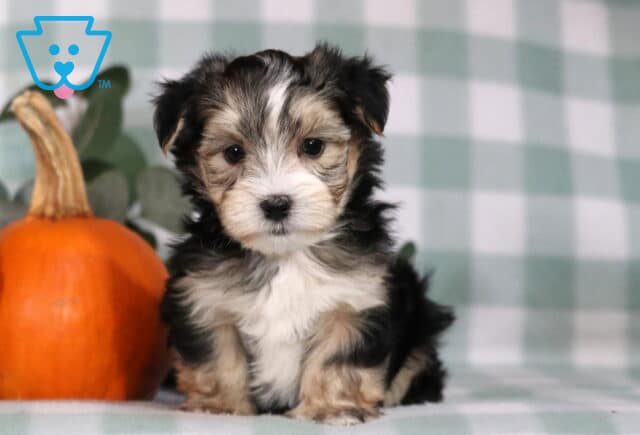 Harley Morkie image