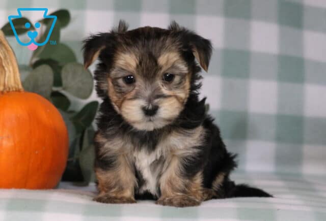 Hayden Morkie image