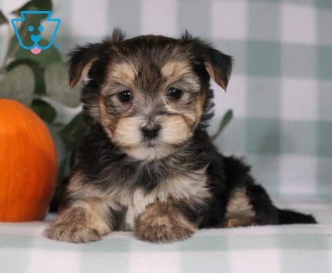 Hayden Morkie2
