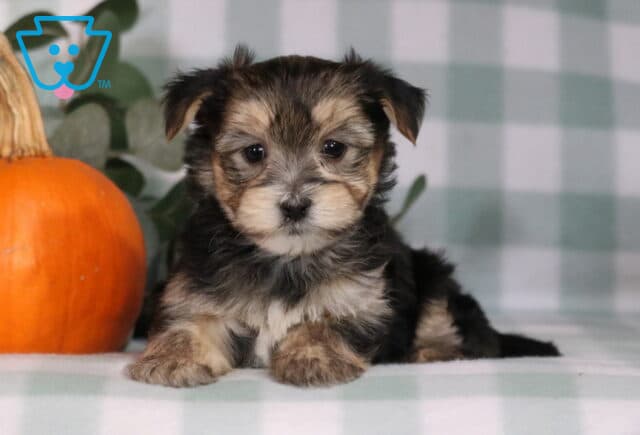 Hayden Morkie2 image