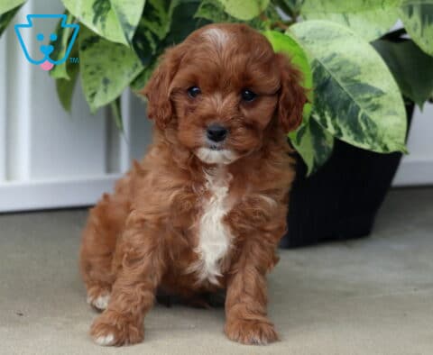 Hazel Cavapoo