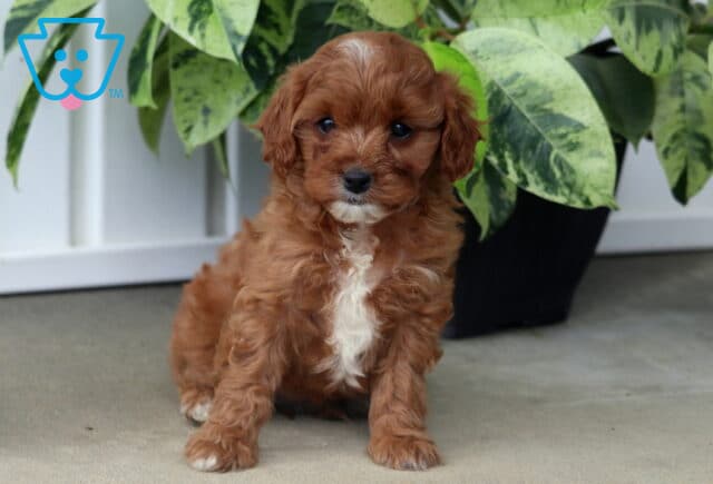 Hazel Cavapoo image