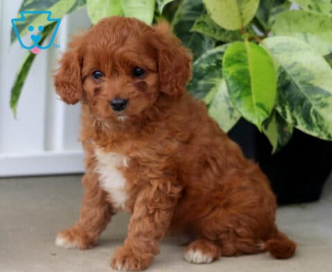 Heaven Cavapoo