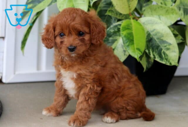 Heaven Cavapoo image
