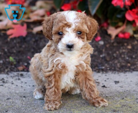 Heaven Mini Poodle