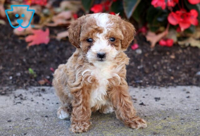 Heaven Mini Poodle image