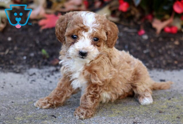 Heaven Mini Poodle2 image