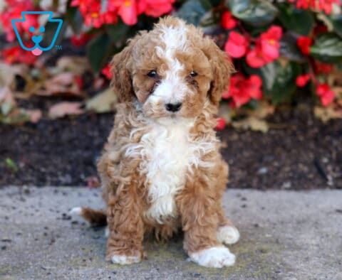 Hewie Mini Poodle
