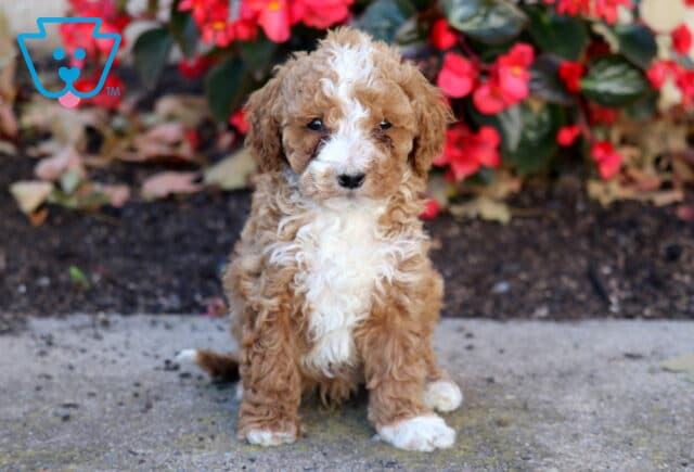 Hewie Mini Poodle image