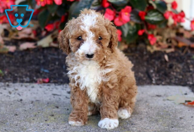 Hewie Mini Poodle2 image