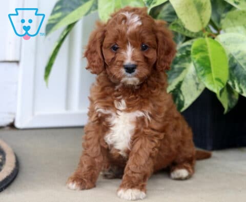 Hiedi Cavapoo