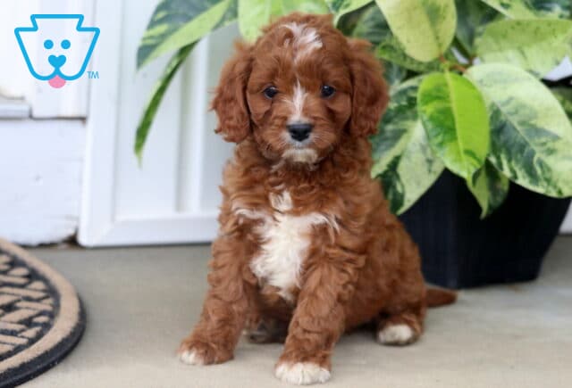 Hiedi Cavapoo image
