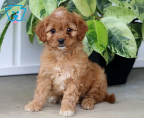 Honey Cavapoo