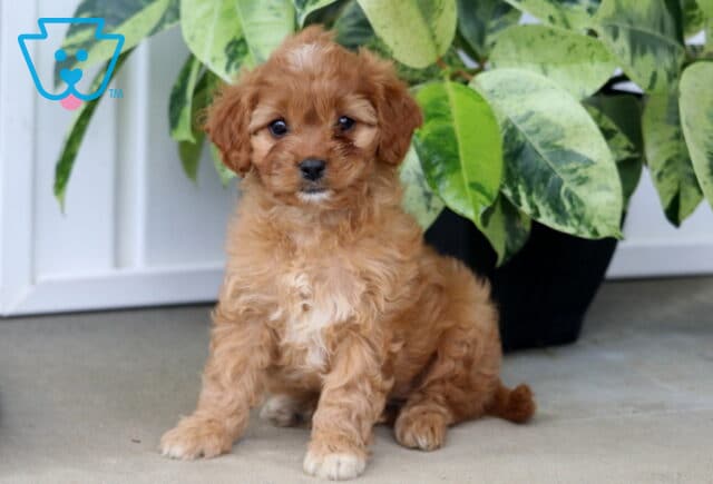 Honey Cavapoo image
