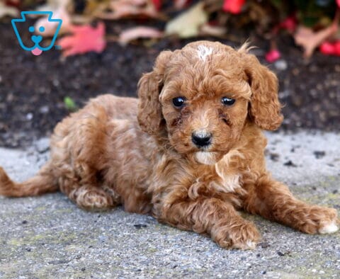 Honey Mini Poodle