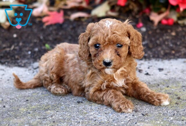 Honey Mini Poodle image