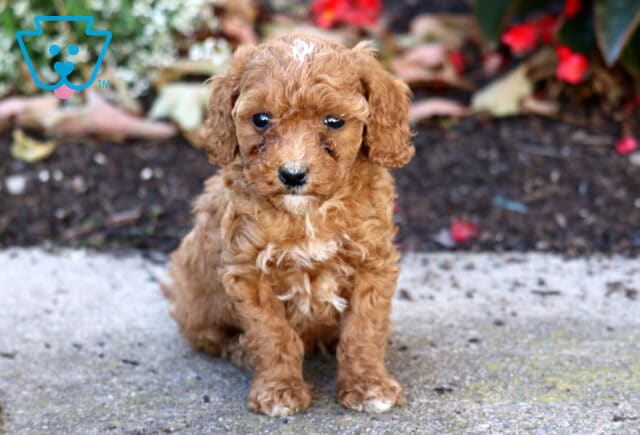 Honey Mini Poodle2 image
