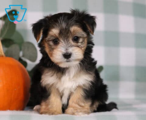 Hugo Morkie