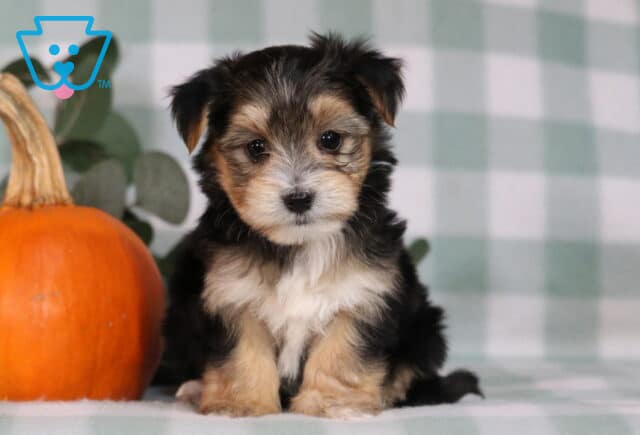 Hugo Morkie image