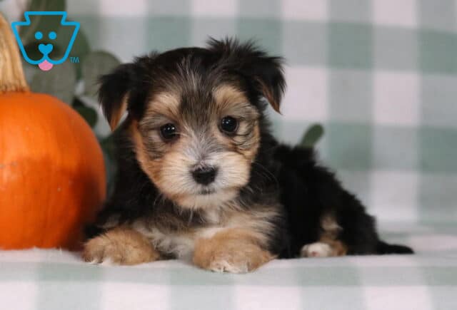 Hugo Morkie2 image