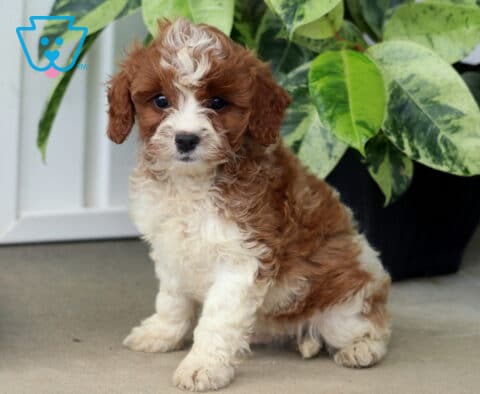 Hunter Cavapoo