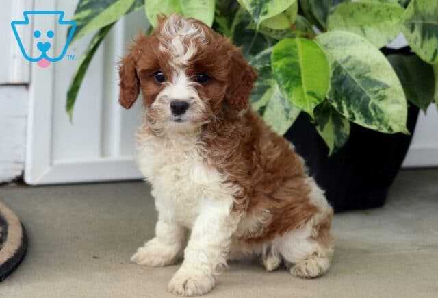 Hunter Cavapoo image