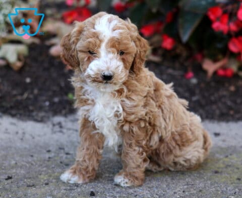 Hunter Mini Poodle