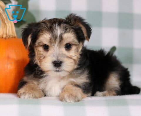 Hunter Morkie