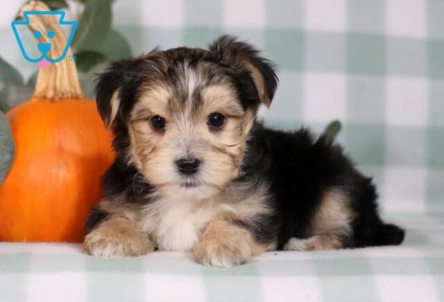 Hunter Morkie image