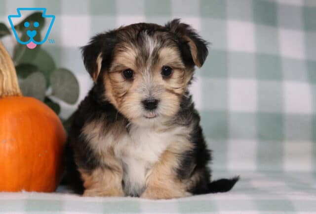 Hunter Morkie2 image