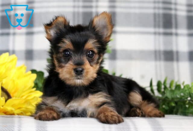 Hunter Yorkie image