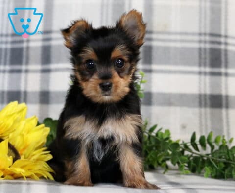 Hunter Yorkie2