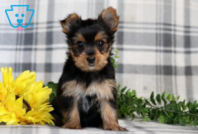 Hunter Yorkie2 image