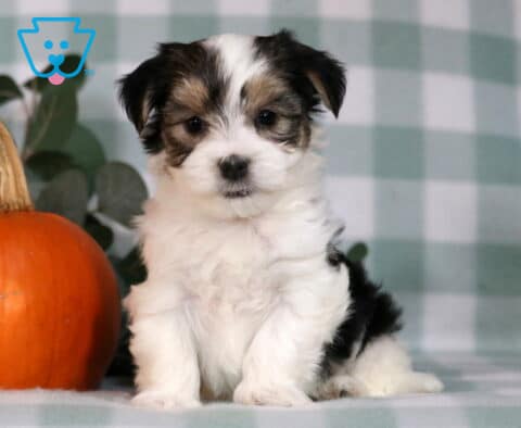 Huxley Morkie