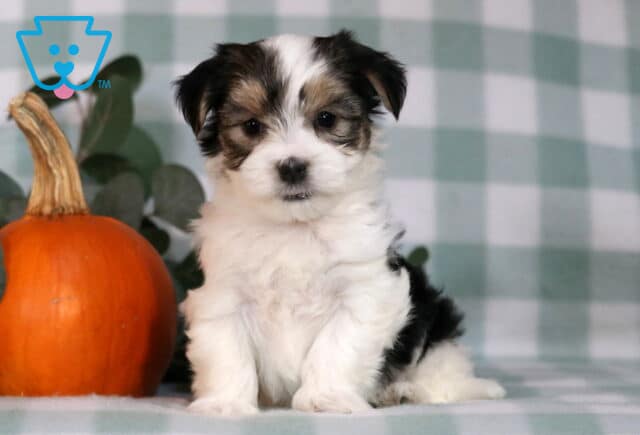 Huxley Morkie image