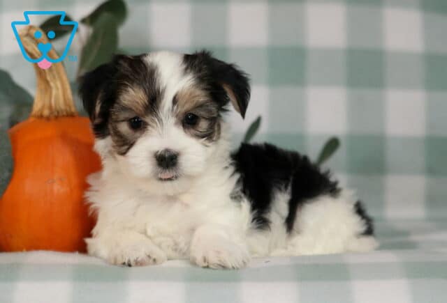 Huxley Morkie2 image
