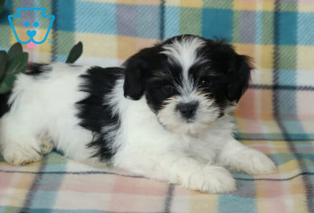 Jace Shichon image