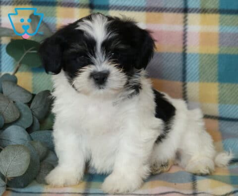 Jace Shichon2