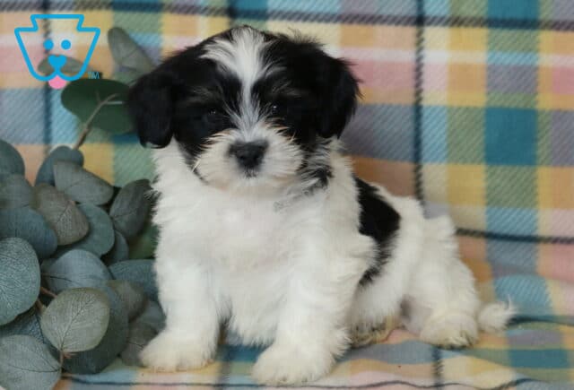 Jace Shichon2 image