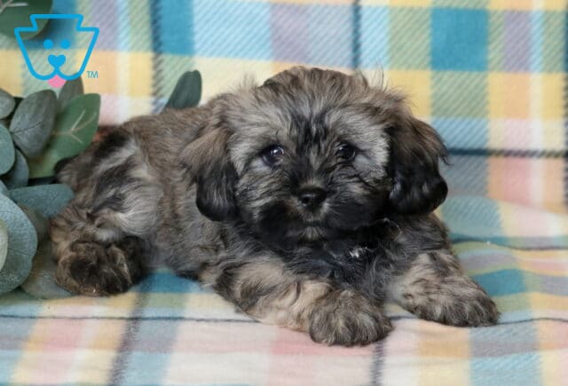 Jade Shichon image