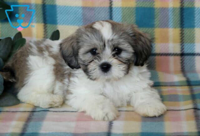 Jamie Shichon image