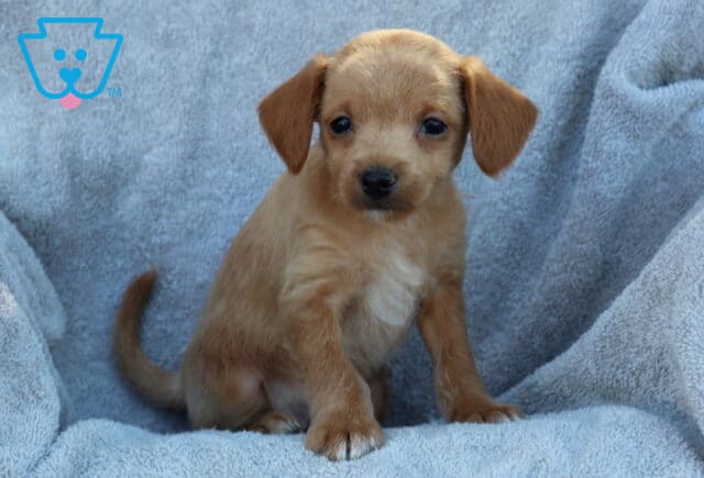 Jasper Poodle Mix image