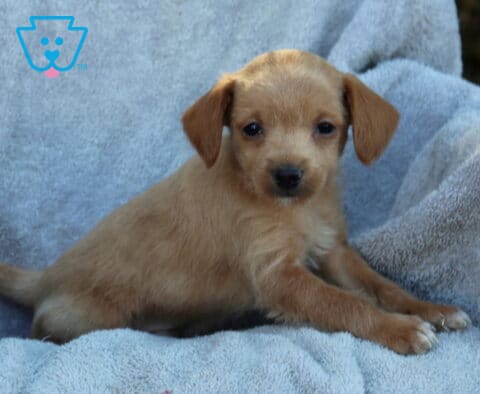 Jasper Poodle Mix2