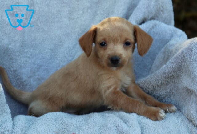 Jasper Poodle Mix2 image
