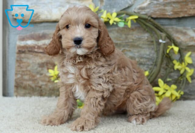 Light apricot Cavapoo puppy with wavy fur, floppy ears, and a white chest sitting upright on a cream rug beside yellow flowers and a stone wall. image