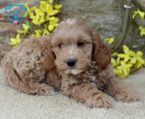 Jax Cavapoo2