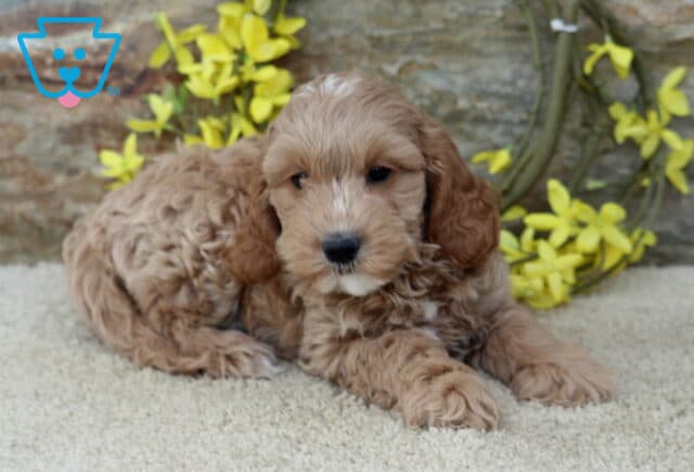 Light apricot Cavapoo puppy resting with its fluffy front paws extended on a cream rug, gazing downward beside yellow flowers and a rustic stone wall. image