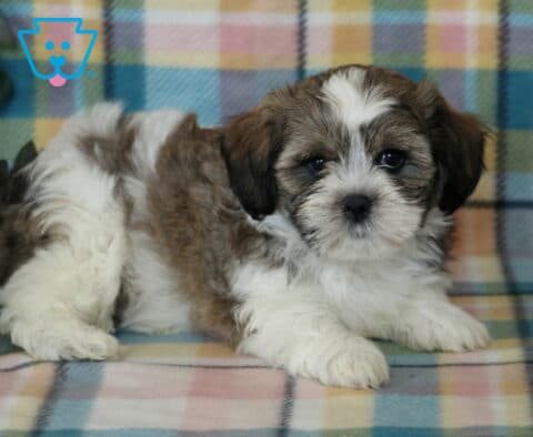 Jax Shichon